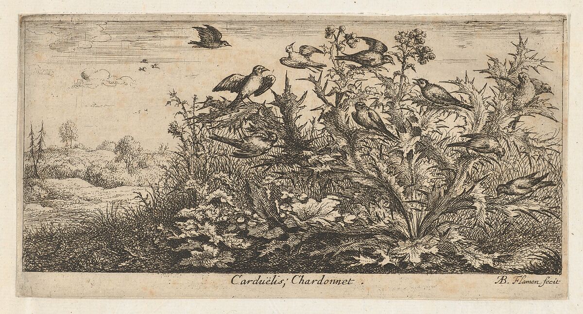 Carduëlis, Chardonnet (The Goldfinch), from "Livre d'Oyseaux" (Book of Birds), Albert Flamen (Flemish, born ca. 1620, active 1648–88), Etching 