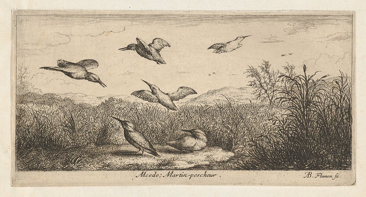 Alcedo, Martin-pescheur (The Kingfisher), from "Livre d'Oyseaux" (Book of Birds), Albert Flamen (Flemish, born ca. 1620, active 1648–88), Etching 
