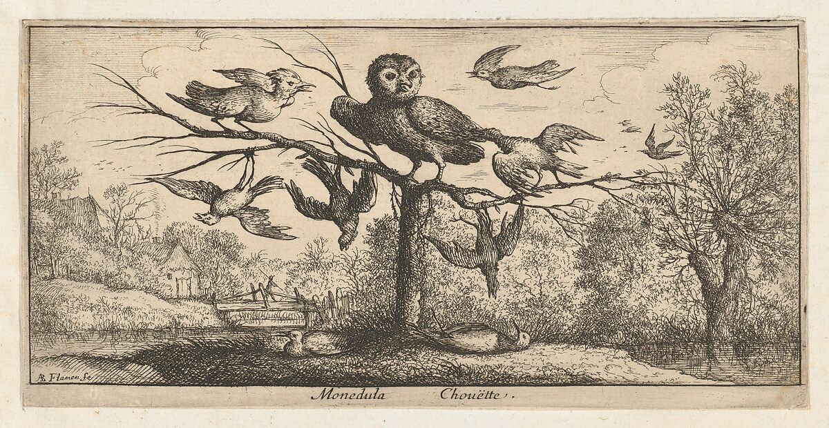 Monedula, Chouëtte (The Owl), from "Livre d'Oyseaux" (Book of Birds), Albert Flamen (Flemish, born ca. 1620, active 1648–88), Etching 