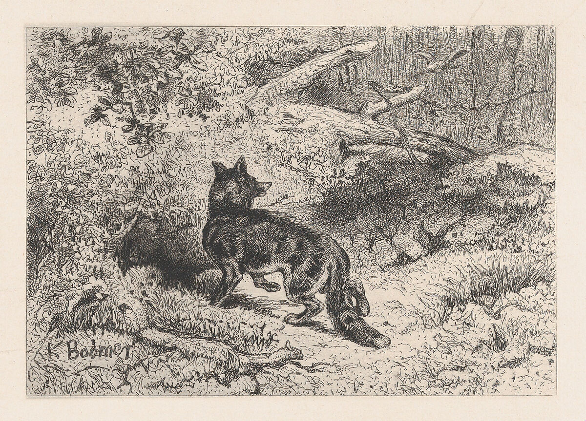 A Fox, from "Eaux-Fortes Animaux & Paysages", Karl Bodmer (Swiss, Riesbach 1809–1893 Barbizon), Etching 