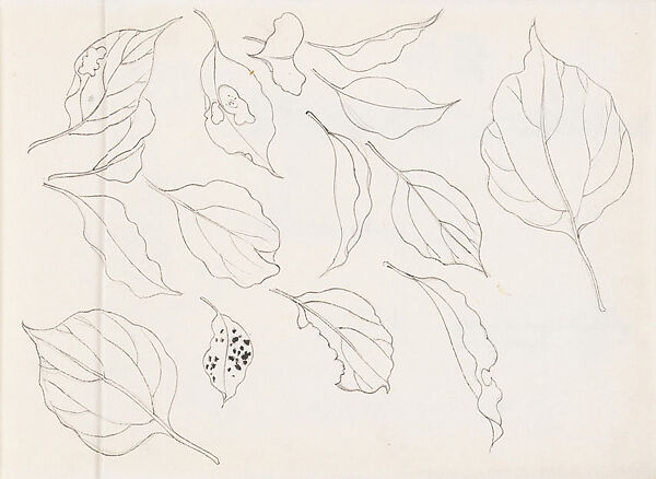 Leaf Studies, Xie Zhiliu (Chinese, 1910–1997), Sheet from a sketchbook; pencil and ink on paper, China 
