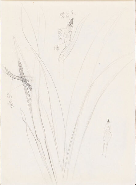 Irises, Xie Zhiliu (Chinese, 1910–1997), Sheet from a sketchbook; pencil on paper, China 
