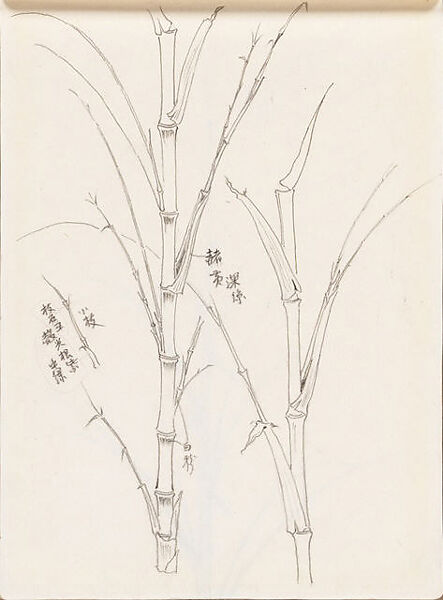 Bamboo, Xie Zhiliu (Chinese, 1910–1997), Sheet from a sketchbook; pencil and ink on paper, China 