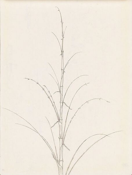 Bamboo, Xie Zhiliu (Chinese, 1910–1997), Sheet from a sketchbook; pencil and ink on paper, China 