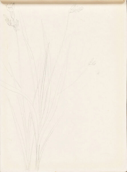Freesia, Xie Zhiliu (Chinese, 1910–1997), Sheet from a sketchbook; pencil on paper, China 