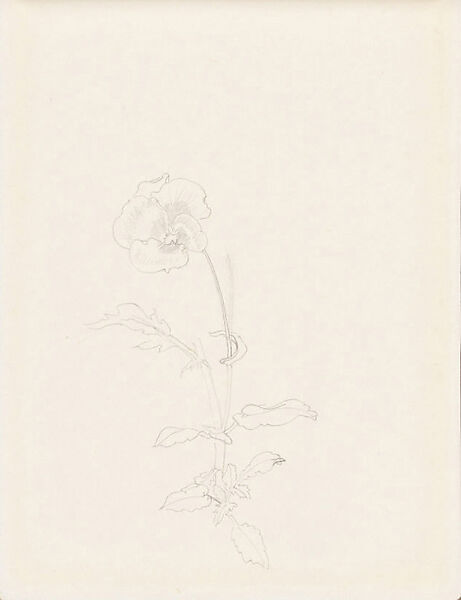 Pansy, Xie Zhiliu (Chinese, 1910–1997), Sheet from a sketchbook; pencil on paper, China 