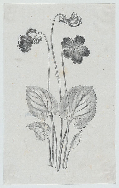 Botanical illustration, Félix Leblanc (French, born Paris, 1823), Steel engraving 