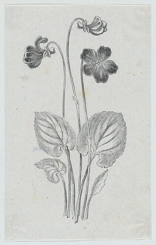 Botanical illustration