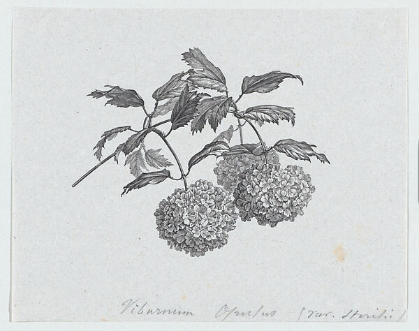 Botanical illustration: Viburnum opulus Sterilis, Félix Leblanc (French, born Paris, 1823), Steel engraving 