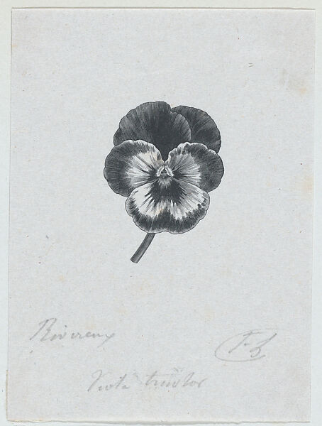 Botanical illustration: Viola tricolor, Félix Leblanc (French, born Paris, 1823), Steel engraving 