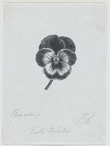 Botanical illustration: Viola tricolor