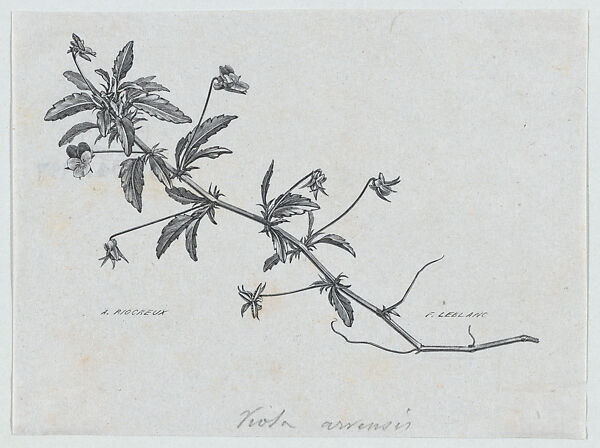 Botanical illustration: Viola arvensis, Félix Leblanc (French, born Paris, 1823), Steel engraving 