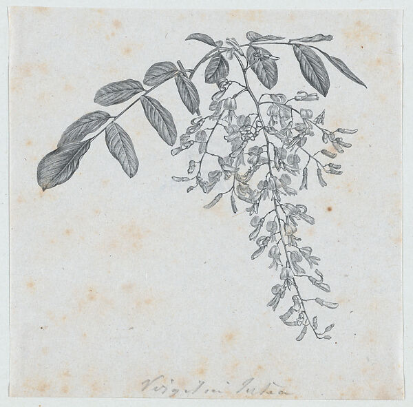Botanical illustration: Virgilia, Félix Leblanc (French, born Paris, 1823), Steel engraving 