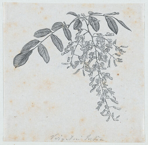 Botanical illustration: Virgilia