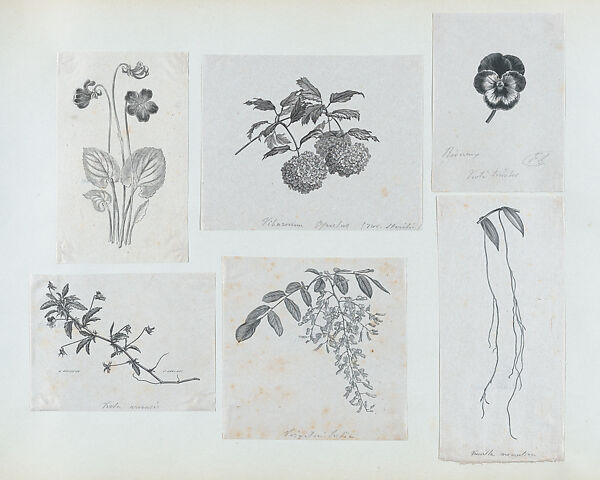 Botanical illustration: Vanilla aromatica, Félix Leblanc (French, born Paris, 1823), Steel engraving