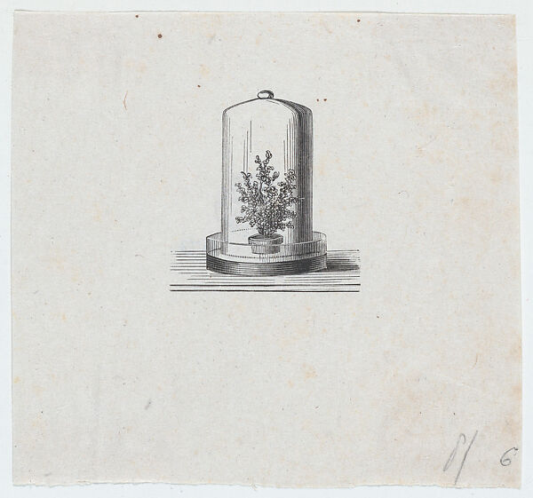 Plant within a terrarium, Félix Leblanc (French, born Paris, 1823), Steel engraving 