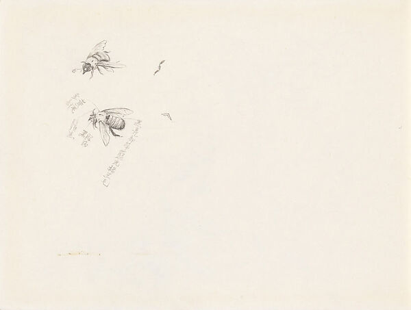 Studies of a Bee, Xie Zhiliu (Chinese, 1910–1997), Sheet from a sketchbook; pencil on paper, China 