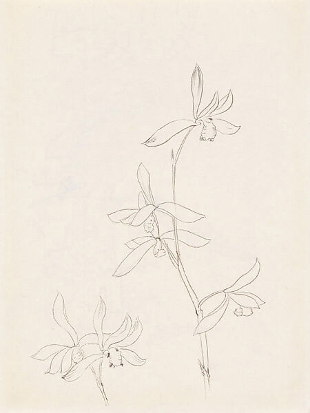 Orchids, Xie Zhiliu (Chinese, 1910–1997), Sheet from a sketchbook; pencil and ink on paper, China 