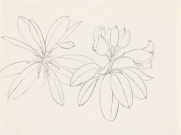 Rhododendrons, Xie Zhiliu (Chinese, 1910–1997), Sheet from a sketchbook; pencil and ink on paper, China 