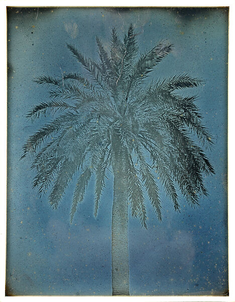 Palm Tree near the Church of Saints Theodore, Athens, Joseph-Philibert Girault de Prangey (French, 1804–1892), Daguerreotype 