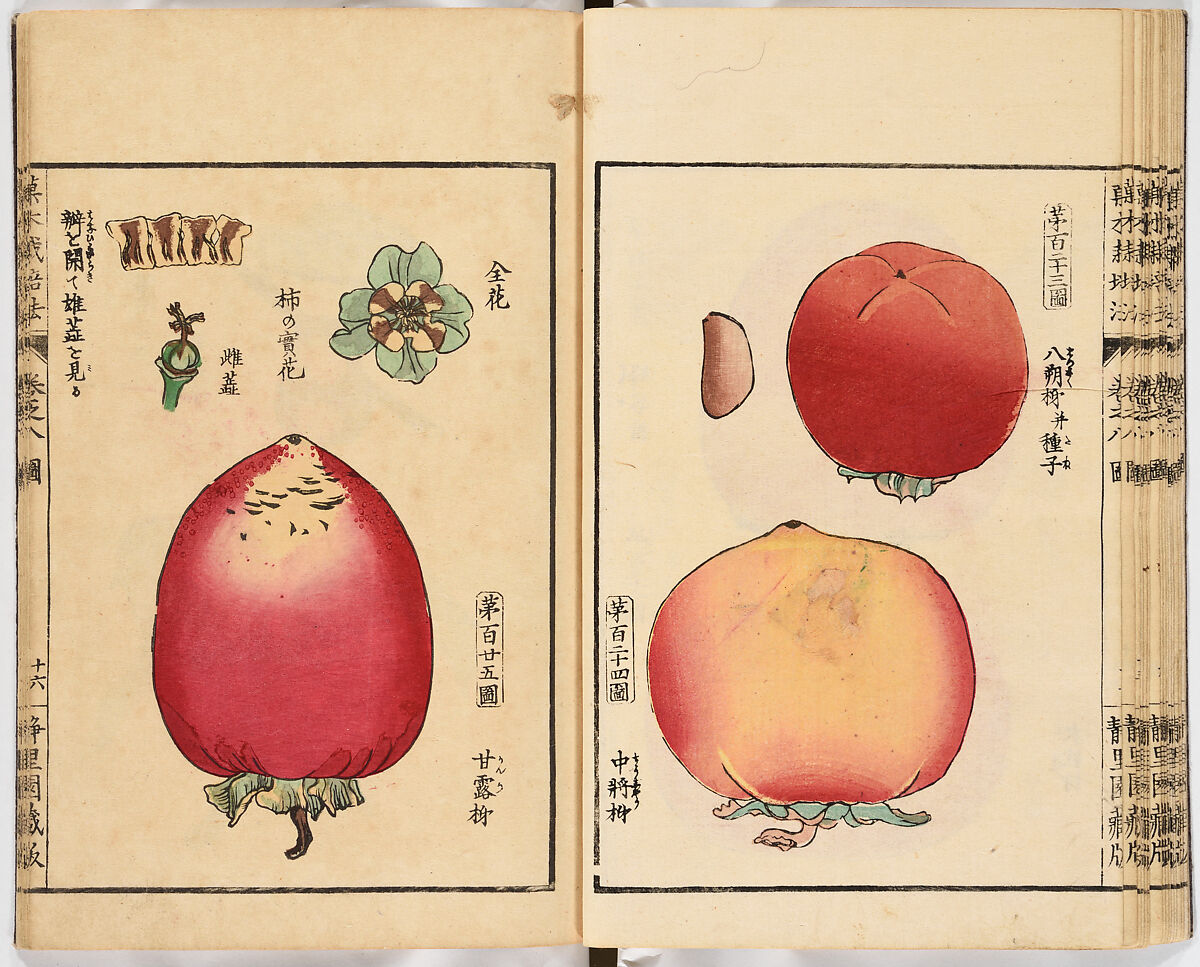 Illustrated book, Ink on paper, Japan