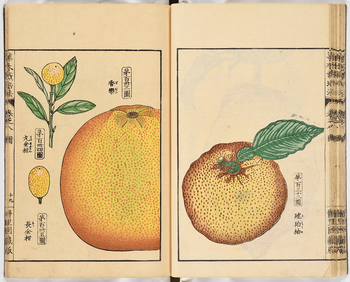 Illustrated book, Ink on paper, Japan