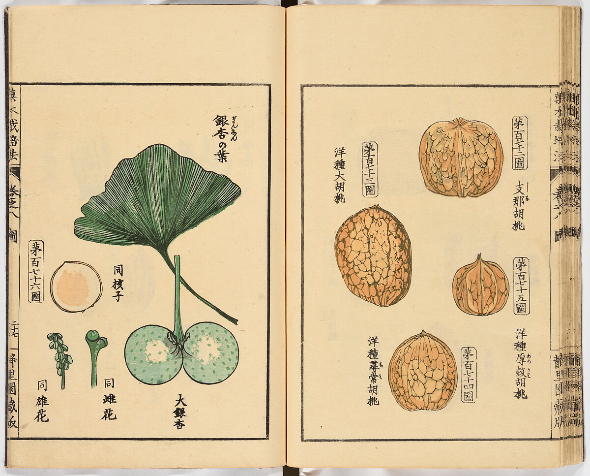 Illustrated book, Ink on paper, Japan