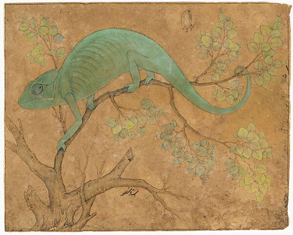 Chameleon, Mansur (active ca. 1589–1626), Opaque watercolor and ink on paper, India (Mughal court at Lahore or Allahabad) 