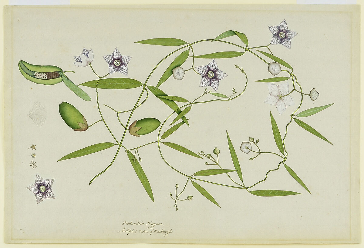 Rosy Milkweed Vine/Asclepias Rosea, Watercolor on paper 