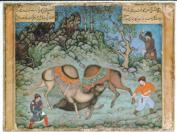 Two Fighting Camels, &#39;Abd al-Samad (Iranian, Shiraz ca. 1505/15–ca. 1600), Opaque watercolor and ink on paper, India (Mughal court at Fatehpur-Sikri or Lahore) 