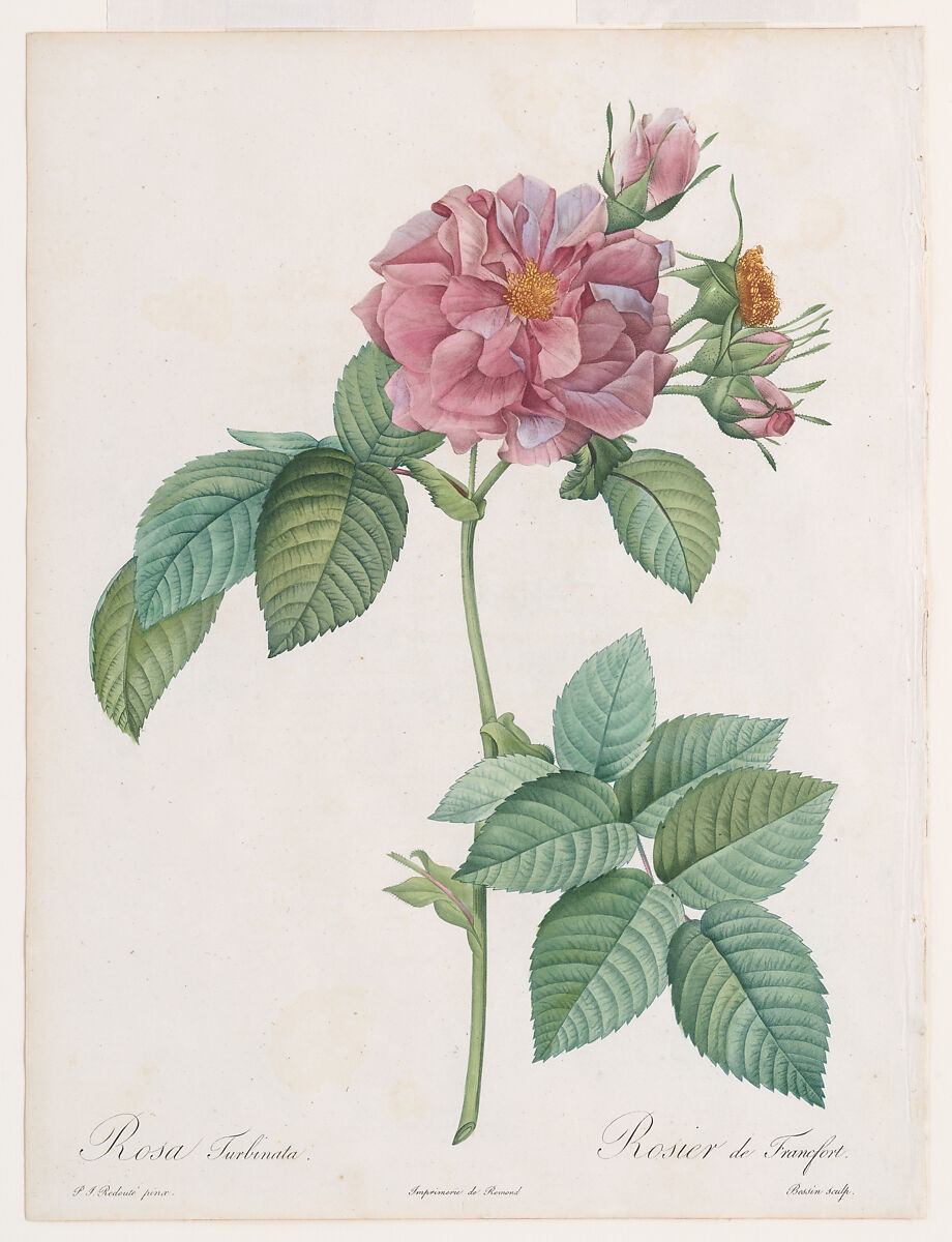 ‘Empress Josephine’ or Frankfort Rose (Rosa turbinata), from Claude-Antoine Thory, Les Roses, Pierre Joseph Redouté (French, 1759–1840), Colored stipple engraving 