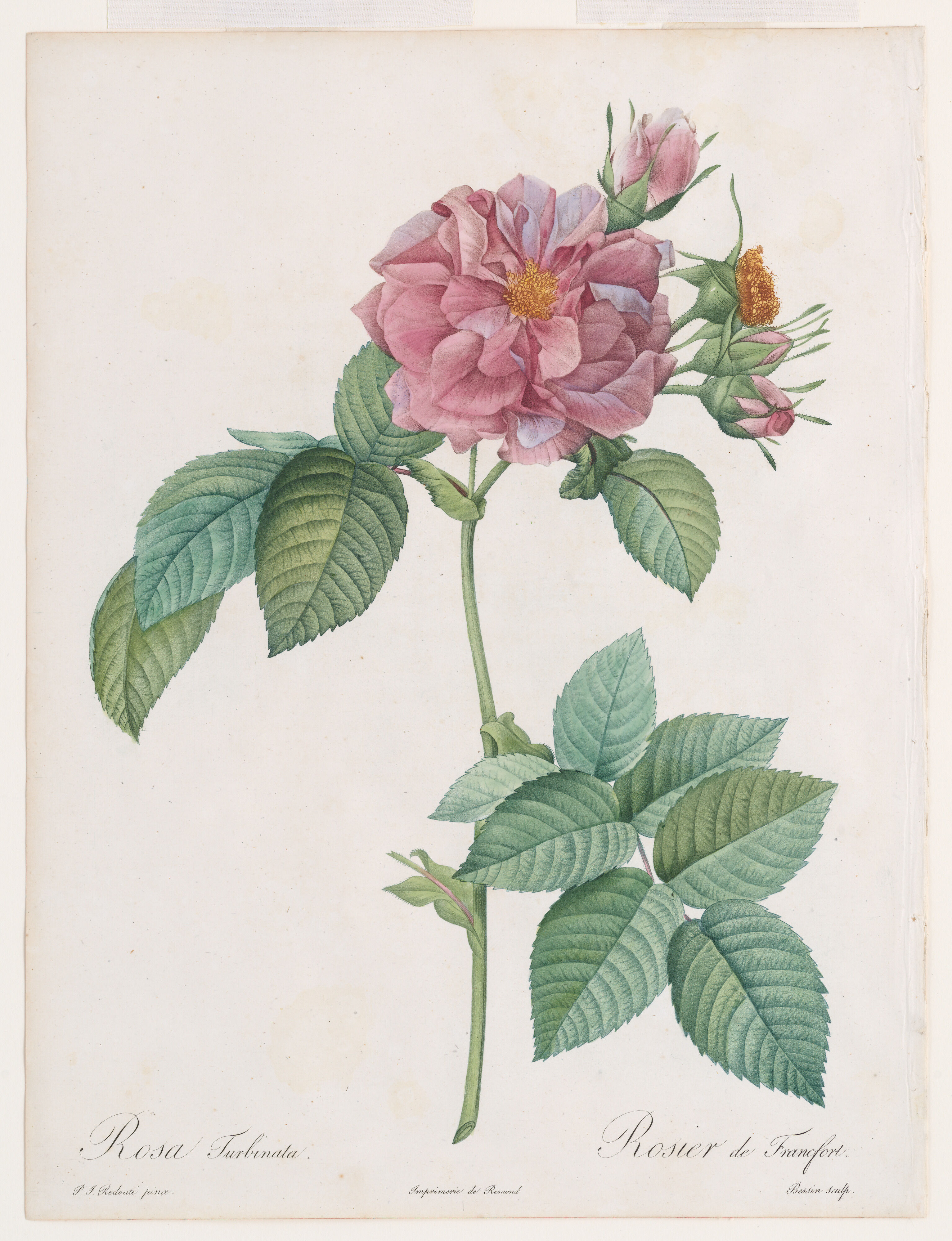Pierre Joseph Redouté - 'Empress Josephine' or Frankfort Rose