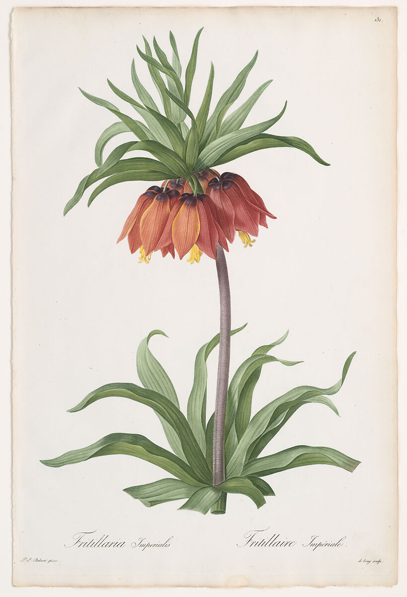 Crown Imperial (Fritillaria imperialis), from Les Liliacées, Pierre Joseph Redouté (French, 1759–1840), Colored stipple engraving 