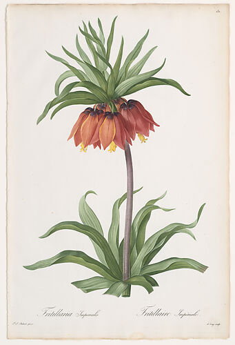 Crown Imperial (Fritillaria imperialis), from Les Liliacées