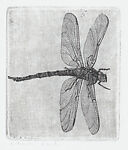 Dragonfly (Libelle)