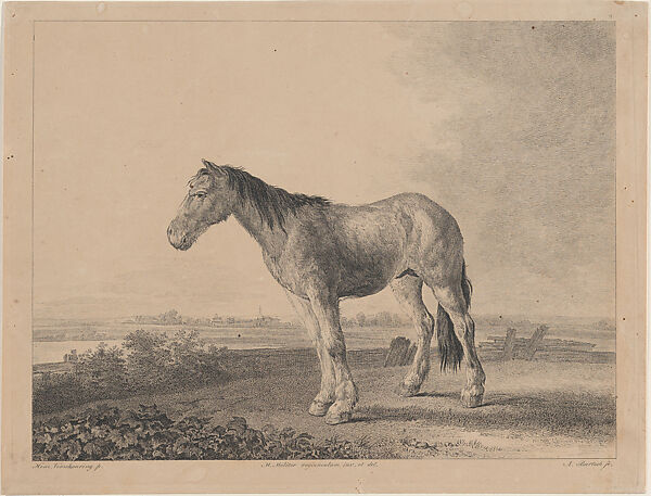 Horse standing on a field in profile to left