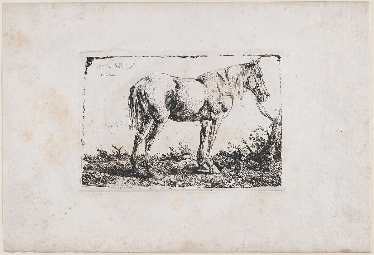 Horse Standing, Adam von Bartsch (Austrian, Vienna 1757–1821 Vienna), Etching, third state of three (Rieger) 