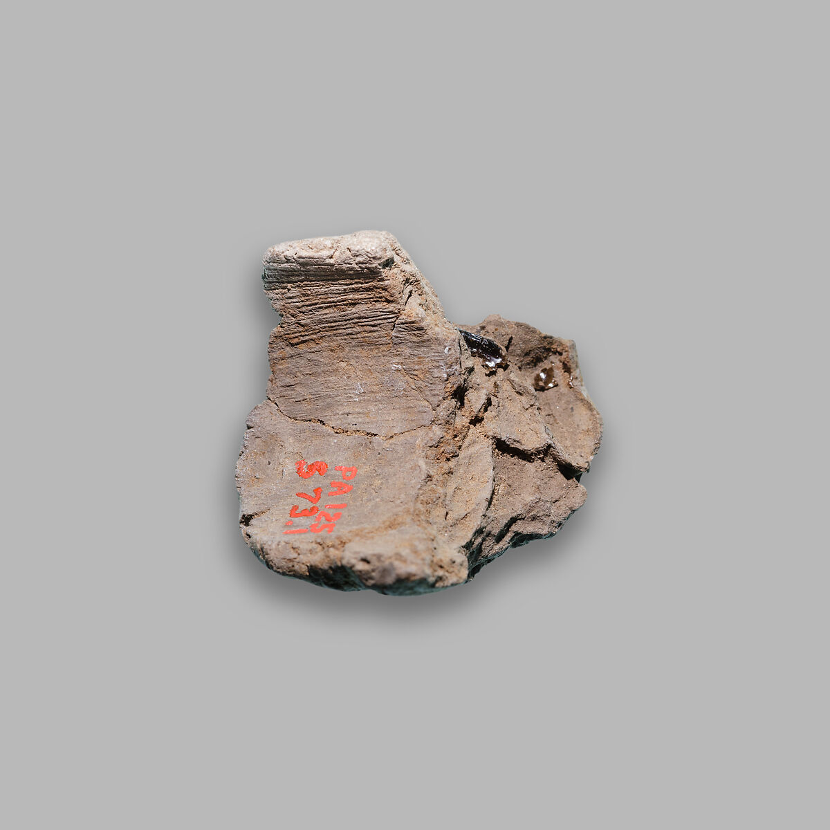 Document Sealing With the Throne Name of Amenhotep III, Mud