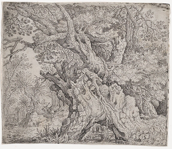 Gnarled Tree