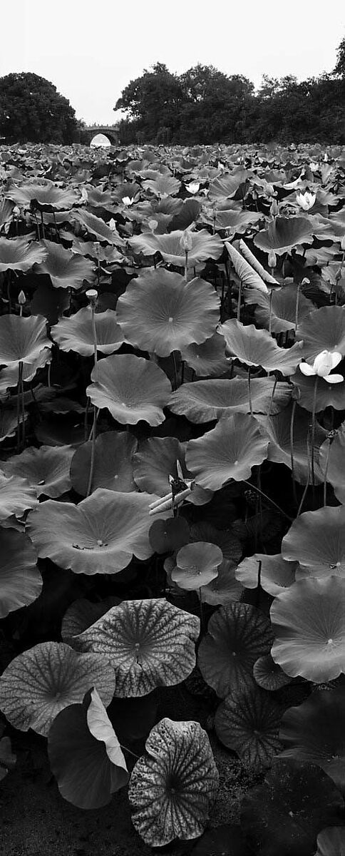 Wind in the Lotus at Yeast Courtyard (Looking West to Dongpu Bridge), Lois Conner (American, born New York, 1951), Pigment ink print 