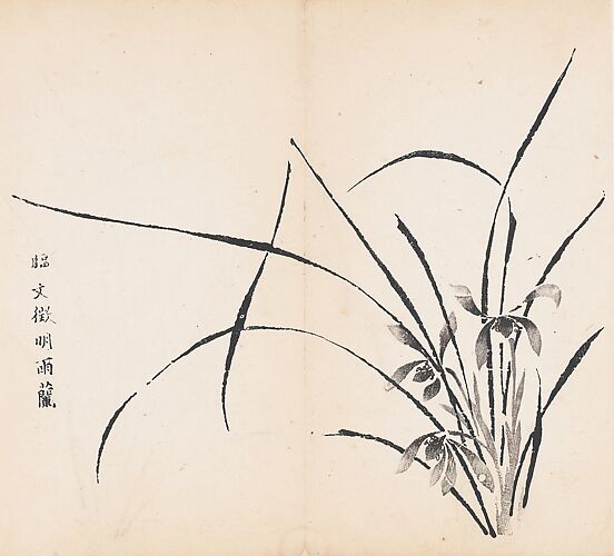 Orchids in Rain, after Wen Zhengming, Leaf from the Ten Bamboo Studio Collection of Calligraphy and Painting, vol. 2

