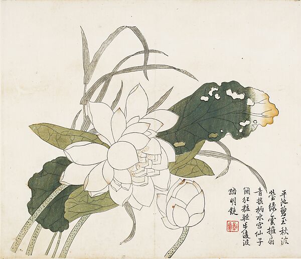 chinese lotus flower drawing