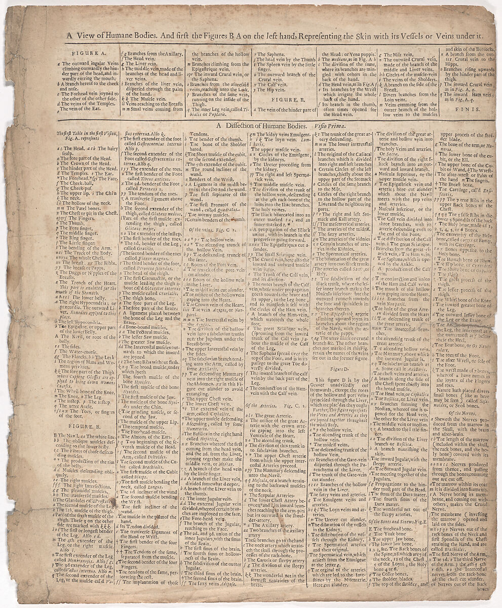 A Survey of the Microcosme or the Anatomie of the Bodies of Man and Woman wherein the Skin, Veins, Nerves, Muscles, Bones, Sinews and Ligaments Thereof are Accurately Delineated, and so Disposed by Pasting, as that Each Part of the Said Bodies Both Inward and Outward are Exactly Represented. Useful for all Doctors, Chyrurgeons, Statuaries, Painters, &c., Johann Remmelin (German, 1583–1632), Engraving and letterpress text