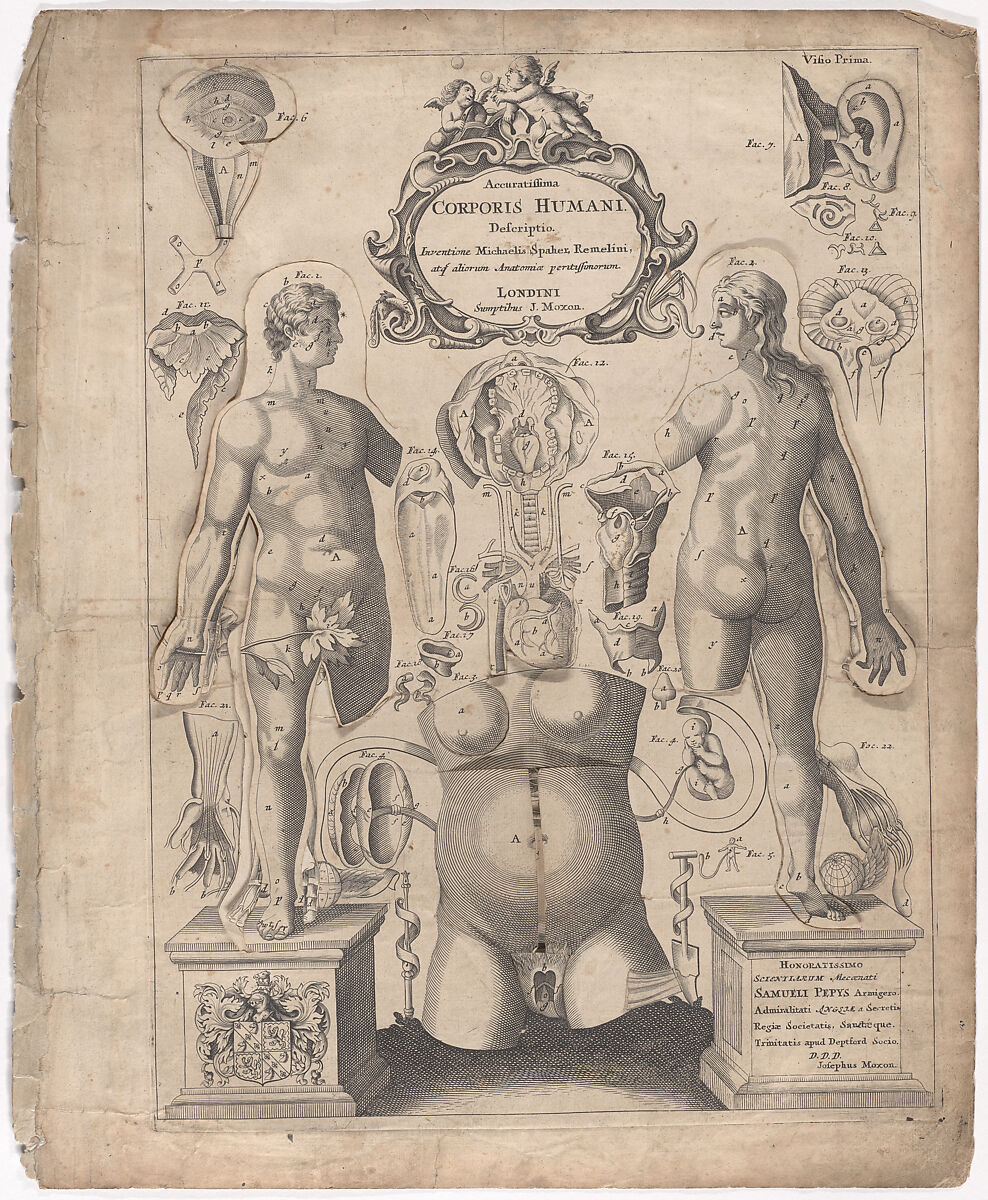 A Survey of the Microcosme or the Anatomie of the Bodies of Man and Woman wherein the Skin, Veins, Nerves, Muscles, Bones, Sinews and Ligaments Thereof are Accurately Delineated, and so Disposed by Pasting, as that Each Part of the Said Bodies Both Inward and Outward are Exactly Represented. Useful for all Doctors, Chyrurgeons, Statuaries, Painters, &c., Johann Remmelin (German, 1583–1632), Engraving and letterpress text 