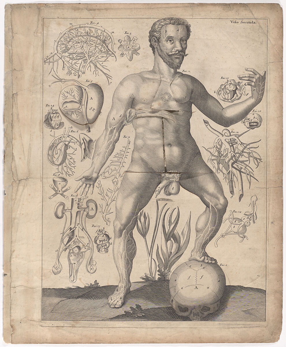 A Survey of the Microcosme or the Anatomie of the Bodies of Man and Woman wherein the Skin, Veins, Nerves, Muscles, Bones, Sinews and Ligaments Thereof are Accurately Delineated, and so Disposed by Pasting, as that Each Part of the Said Bodies Both Inward and Outward are Exactly Represented. Useful for all Doctors, Chyrurgeons, Statuaries, Painters, &c., Johann Remmelin (German, 1583–1632), Engraving and letterpress text