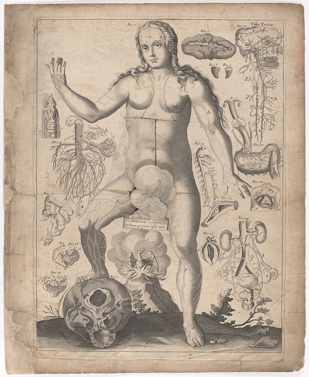 A Survey of the Microcosme or the Anatomie of the Bodies of Man and Woman wherein the Skin, Veins, Nerves, Muscles, Bones, Sinews and Ligaments Thereof are Accurately Delineated, and so Disposed by Pasting, as that Each Part of the Said Bodies Both Inward and Outward are Exactly Represented. Useful for all Doctors, Chyrurgeons, Statuaries, Painters, &c., Johann Remmelin (German, 1583–1632), Engraving and letterpress text