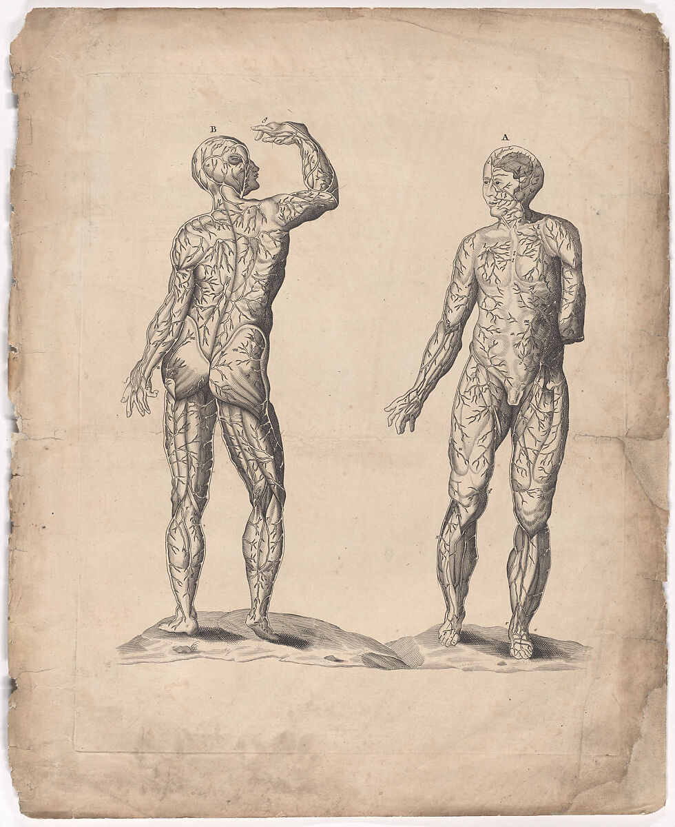 A Survey of the Microcosme or the Anatomie of the Bodies of Man and Woman wherein the Skin, Veins, Nerves, Muscles, Bones, Sinews and Ligaments Thereof are Accurately Delineated, and so Disposed by Pasting, as that Each Part of the Said Bodies Both Inward and Outward are Exactly Represented. Useful for all Doctors, Chyrurgeons, Statuaries, Painters, &c., Johann Remmelin (German, 1583–1632), Engraving and letterpress text