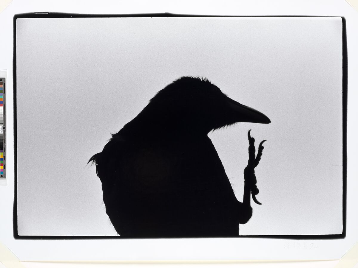 "Erimo Cape, 1976",  from the series Solitude of Ravens, Masahisa Fukase (Japanese, Bifuka, Hokkaido 1934–2012 Tokyo), Gelatin silver print, Japan 