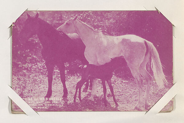 Rex "King of Wild Horses", His Wife Mary and Son Getting his Dinner from Western Stars or Scenes Exhibit Cards series (W412), Exhibit Supply Company, Commercial color photolithograph 