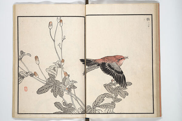 Bairei Picture Album of One Hundred Birds (Bairei hyakuchō gafu 楳嶺百鳥畫譜): [volume 3]